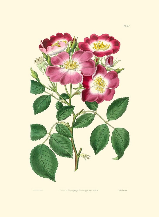 Picture of MAUVE BEAUTY IV