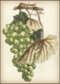 Picture of GREEN GRAPES I