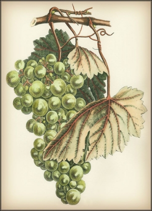 Picture of GREEN GRAPES I