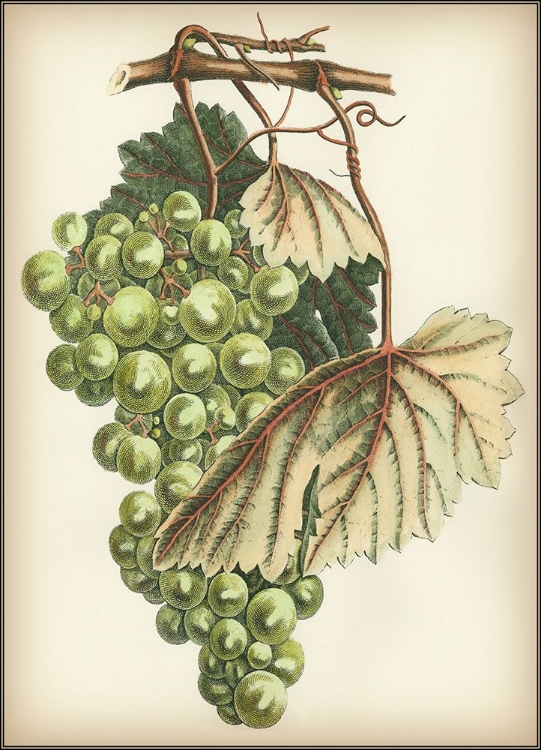 Picture of GREEN GRAPES I