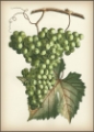 Picture of GREEN GRAPES II