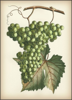 Picture of GREEN GRAPES II