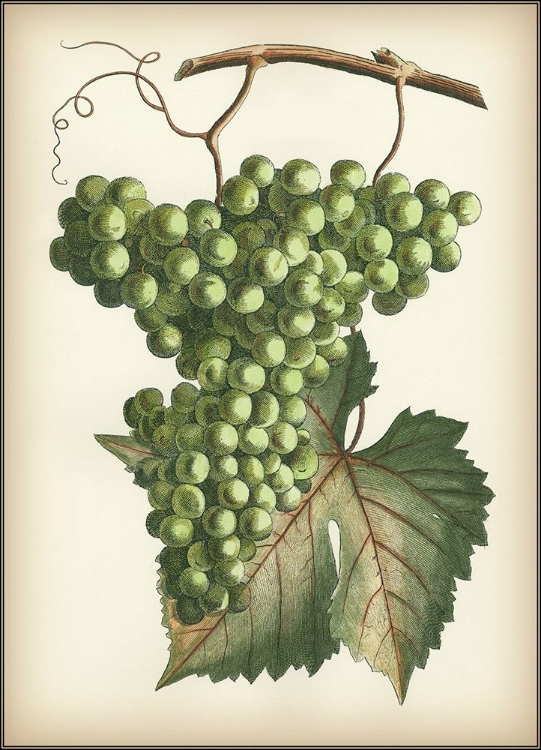 Picture of GREEN GRAPES II