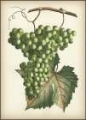 Picture of GREEN GRAPES II