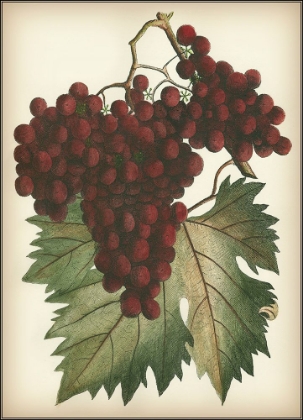 Picture of RED GRAPES II