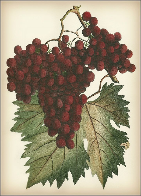 Picture of RED GRAPES II