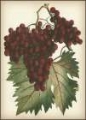 Picture of RED GRAPES II
