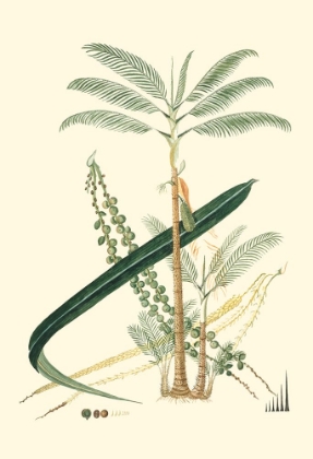 Picture of EXOTIC PALMS I