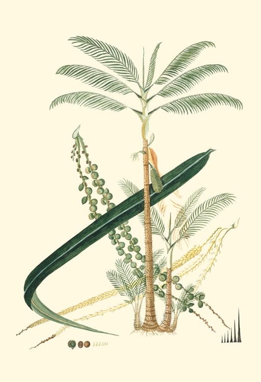 Picture of EXOTIC PALMS I