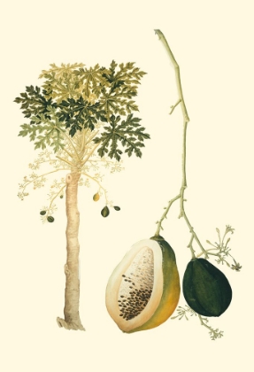 Picture of EXOTIC PALMS II