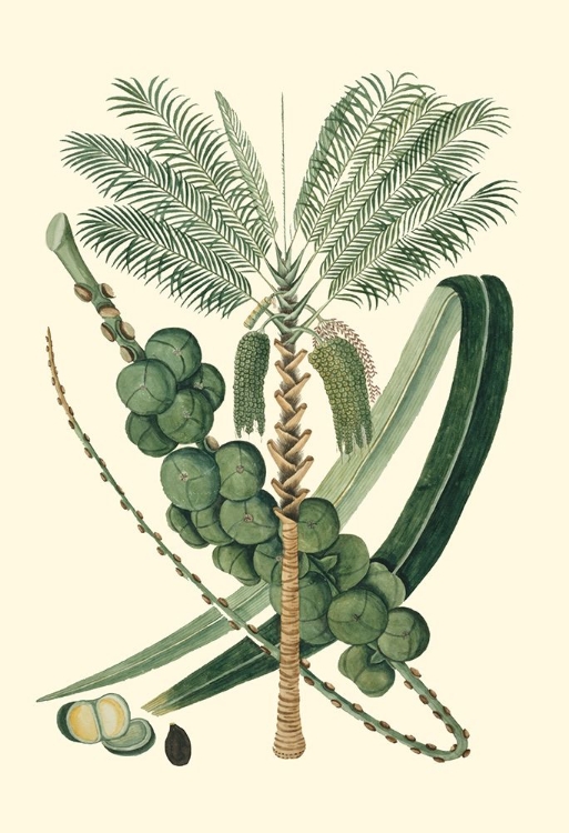 Picture of EXOTIC PALMS IV