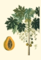 Picture of EXOTIC PALMS V