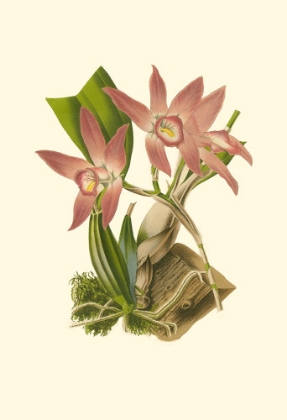 Picture of BLUSHING ORCHIDS I