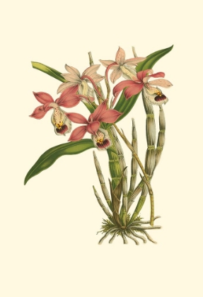 Picture of BLUSHING ORCHIDS II