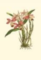 Picture of BLUSHING ORCHIDS II