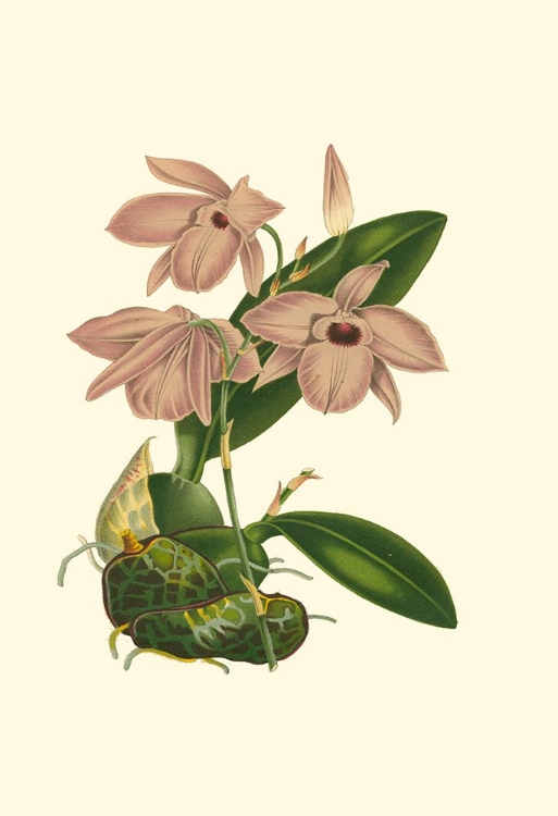 Picture of BLUSHING ORCHIDS III