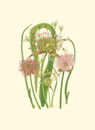 Picture of SUMMER GARDEN VI