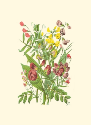 Picture of SUMMER GARDEN IX