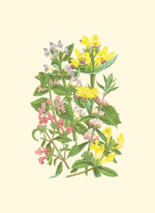 Picture of SUMMER GARDEN XI