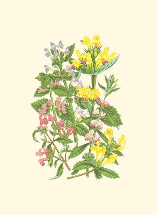 Picture of SUMMER GARDEN XI