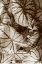 Picture of GARDEN TEXTURES IV