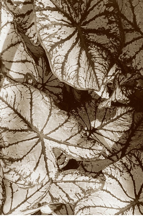 Picture of GARDEN TEXTURES IV