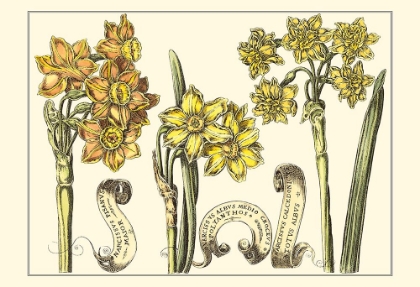 Picture of SMALL NARCISSUS IN BLOOM I