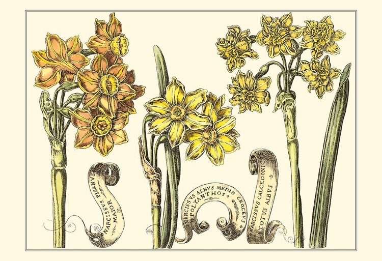 Picture of SMALL NARCISSUS IN BLOOM I