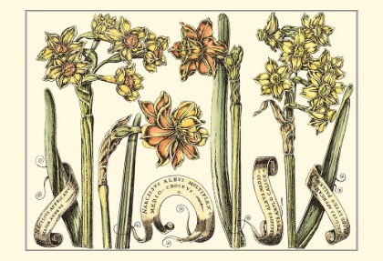 Picture of SMALL NARCISSUS IN BLOOM II