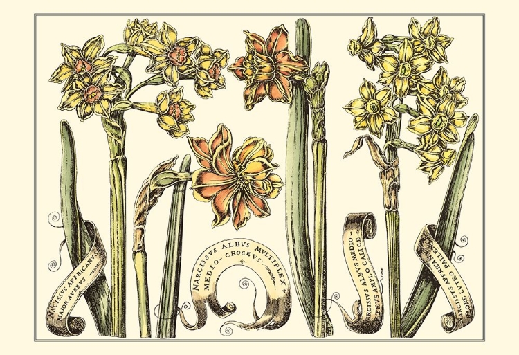 Picture of SMALL NARCISSUS IN BLOOM II