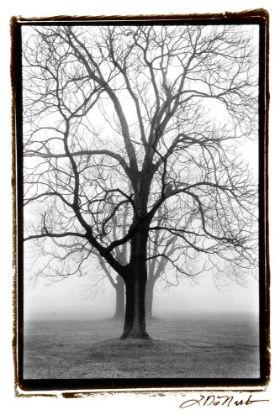 Picture of THREE GRACES