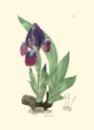 Picture of ELEGANT IRIS I