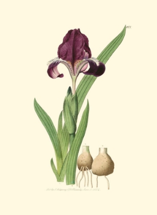 Picture of ELEGANT IRIS III