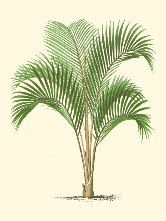 Picture of COASTAL PALM I