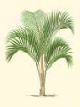 Picture of COASTAL PALM I