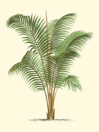 Picture of COASTAL PALM II