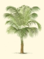 Picture of COASTAL PALM III