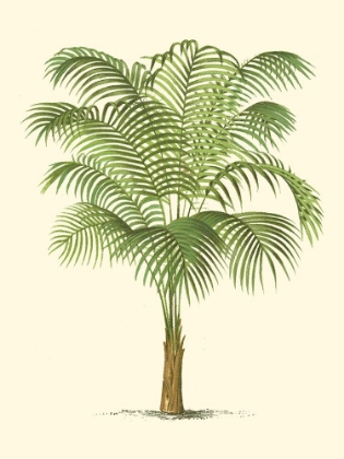 Picture of COASTAL PALM III