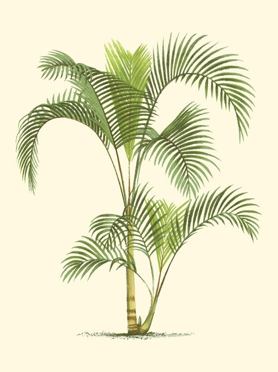 Picture of COASTAL PALM IV