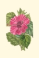 Picture of ANTIQUE HIBISCUS II
