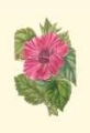 Picture of ANTIQUE HIBISCUS II