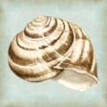 Picture of SEA DREAM SHELLS I