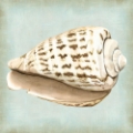 Picture of SEA DREAM SHELLS II