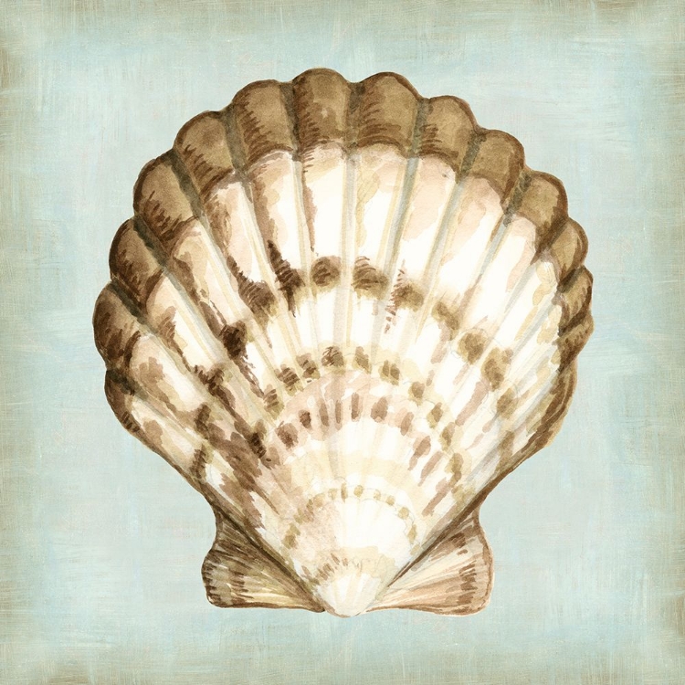 Picture of SEA DREAM SHELLS III