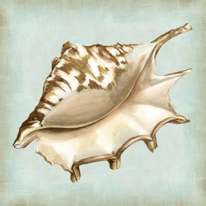 Picture of SEA DREAM SHELLS IV