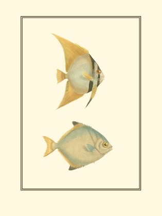 Picture of ANTIQUE TROPICAL FISH III