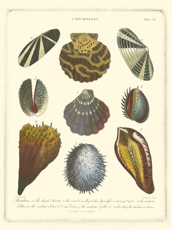Picture of CONCHOLOGY COLLECTION I