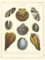 Picture of CONCHOLOGY COLLECTION I