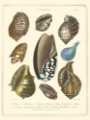 Picture of CONCHOLOGY COLLECTION II