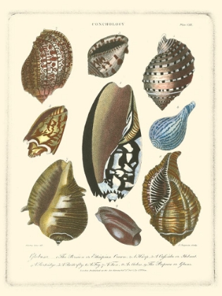 Picture of CONCHOLOGY COLLECTION II